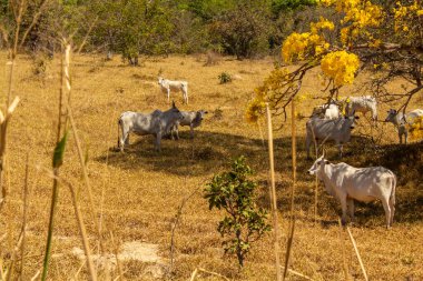 Um rebanho de gado pastando no capim seco do cerrado goiano em epoca de seca e detalhes de um ipe amarelo florido.