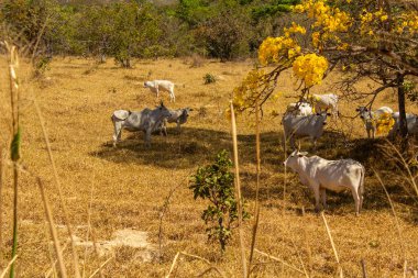 Um rebanho de gado pastando no capim seco do cerrado goiano em epoca de seca e detalhes de um ipe amarelo florido.