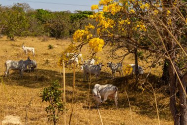 Um rebanho de gado pastando no capim seco do cerrado goiano em epoca de seca e detalhes de um ipe amarelo florido.