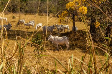 Um rebanho de gado pastando no capim seco do cerrado goiano em epoca de seca e detalhes de um ipe amarelo florido.