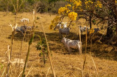 Um rebanho de gado pastando no capim seco do cerrado goiano em epoca de seca e detalhes de um ipe amarelo florido.