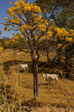 Um rebanho de gado pastando no capim seco do cerrado goiano em epoca de seca e detalhes de um ipe amarelo florido.