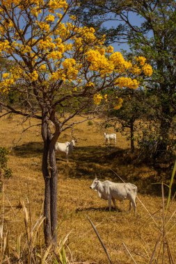 Um pequeno rebanho de gado pastando no cerrado seco, com um ipe amarelo florido. Resim dikey.