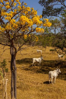 Um pequeno rebanho de gado pastando no cerrado seco, com um ipe amarelo florido. Resim dikey.