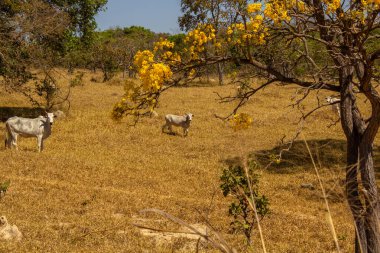 Um rebanho de gado pastando no capim seco do cerrado goiano em epoca de seca e detalhes de um ipe amarelo florido.