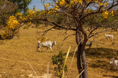 Um rebanho de gado pastando no capim seco do cerrado goiano em epoca de seca e detalhes de um ipe amarelo florido.