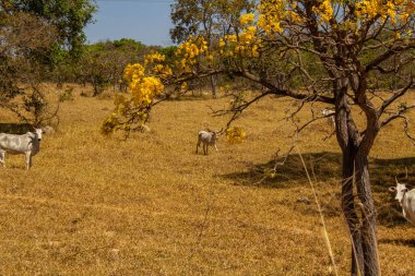 Um rebanho de gado pastando no capim do cerrado goiano em um quente e ensolarado.