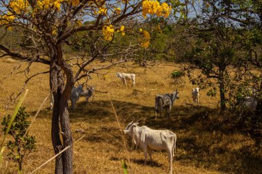 Um rebanho de gado pastando no cerrado seco, com um ip amarelo florido.