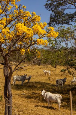 Um pequeno rebanho de gado pastando no cerrado seco, com um ipe amarelo florido. Resim dikey.