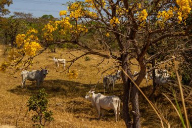 Um rebanho de gado pastando no capim do cerrado goiano em um quente e ensolarado.