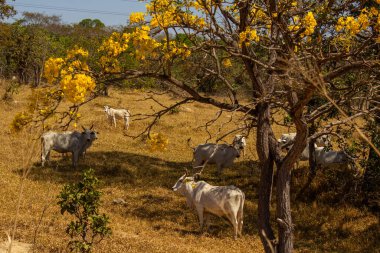Um rebanho de gado pastando no cerrado seco, com um ip amarelo florido.