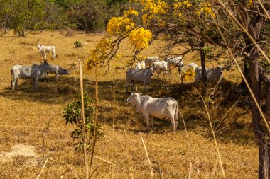 Um rebanho de gado pastando no cerrado seco, com um ip amarelo florido.