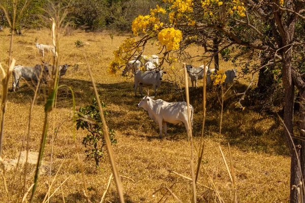 Um rebanho de gado pastando no capim seco do cerrado goiano em epoca de seca e detalhes de um ipe amarelo florido.