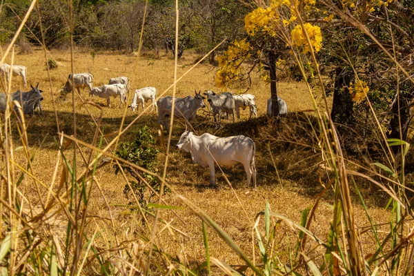 Um rebanho de gado pastando no capim seco do cerrado goiano em epoca de seca e detalhes de um ipe amarelo florido.