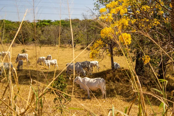 Um rebanho de gado pastando no capim seco do cerrado goiano em epoca de seca e detalhes de um ipe amarelo florido.