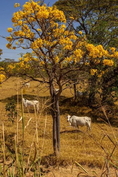 Um rebanho de gado pastando no capim seco do cerrado goiano em epoca de seca e detalhes de um ipe amarelo florido.