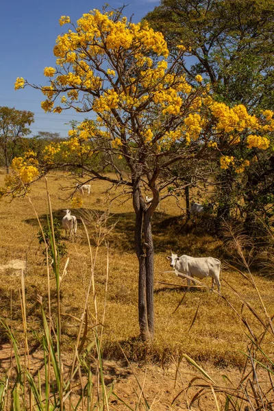 Um rebanho de gado pastando no capim seco do cerrado goiano em epoca de seca e detalhes de um ipe amarelo florido.