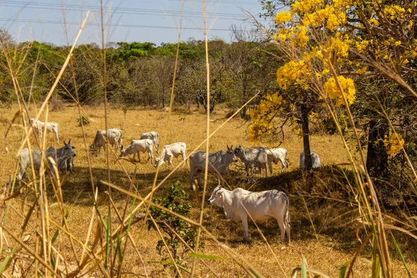 Um rebanho de gado pastando no capim seco do cerrado goiano em epoca de seca e detalhes de um ipe amarelo florido.