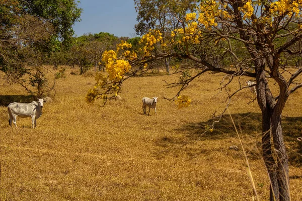 Um rebanho de gado pastando no capim seco do cerrado goiano em epoca de seca e detalhes de um ipe amarelo florido.