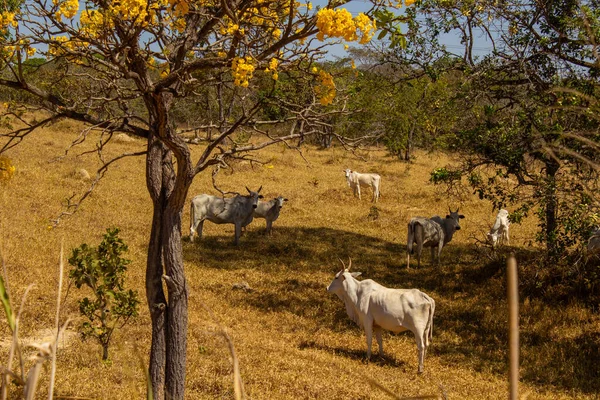 Um rebanho de gado pastando no capim do cerrado goiano em um quente e ensolarado.