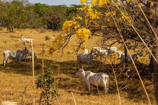 Um rebanho de gado pastando no cerrado seco, com um ip amarelo florido.