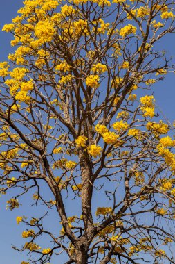 Açık, güneşli bir günde, arka planda mavi gökyüzü olan, çiçek açan sarı ipe ağacı..