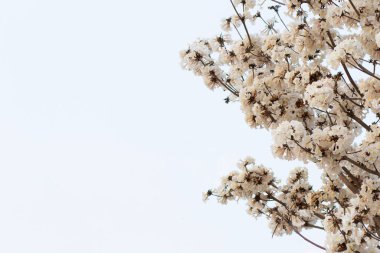  Soğuk, güneşsiz bir günde arka planda gökyüzü olan beyaz bir sarmaşık ağacının bazı çiçek açan dalları.