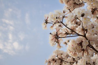 Arka planda mavi gökyüzü olan beyaz ipe dallarının ayrıntıları.