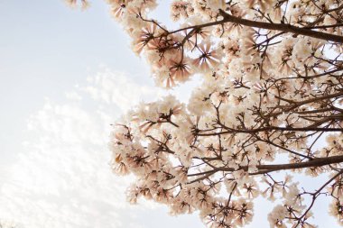 Arka planda mavi gökyüzü olan beyaz ipe dallarının ayrıntıları.