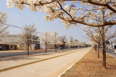 Goinia 'daki Avenida Gois Norte' nin ayrıntıları. Önünde çiçek açan dallar ve cadde boyunca birkaç beyaz sarp ağacı var..