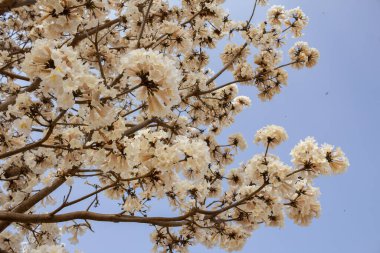  Arkasında mavi gökyüzü olan beyaz bir ipe ağacının bazı çiçek açan dalları..