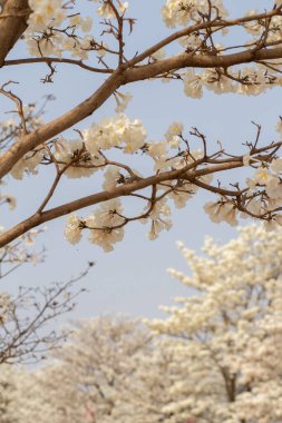 Arka planda mavi gökyüzü olan beyaz ipe dallarının ayrıntıları.