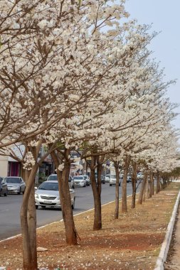 Avenida Goias Norte ve çiçek açan beyaz sarmaşık ağaçları. Dikey resim.