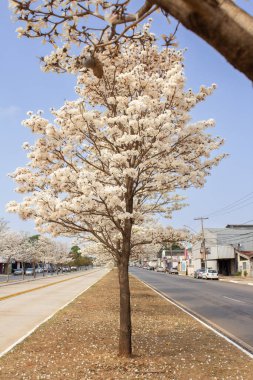 Goiania 'daki Avenida Goias Norte' nin tam ortasında çiçek açan beyaz iplikler var..