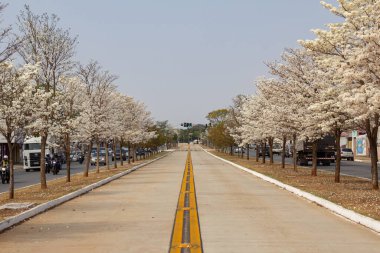 Goiania 'daki Avenida Goias Norte' nin ayrıntıları. Arka planda mavi gökyüzü olan birkaç beyaz sarp ağacı..