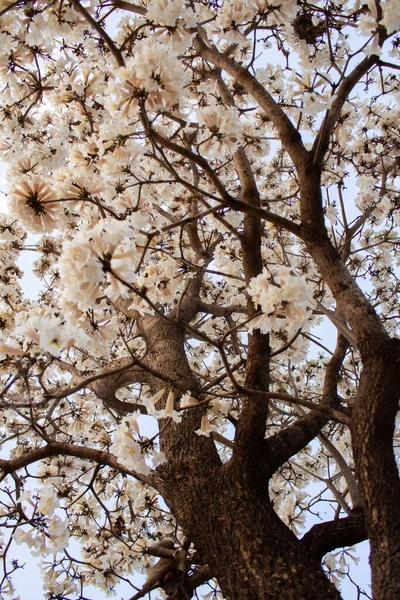 Detalhes Uma Árvore Com Flores Brancas Fotografadas Baixo Para Cima — Fotografia de Stock