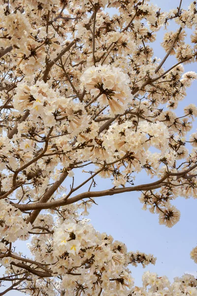 Ein Paar Blühende Zweige Eines Weißen Spiralbaums Mit Blauem Himmel — Stockfoto