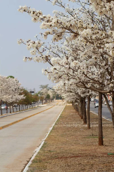 Avenida Goias Norte 'nin bir uzantısı Çiçeklerle dolu birkaç beyaz iplikle.