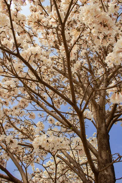 Details Eines Blühenden Weißen Schlips Mit Blauem Himmel Hintergrund — Stockfoto