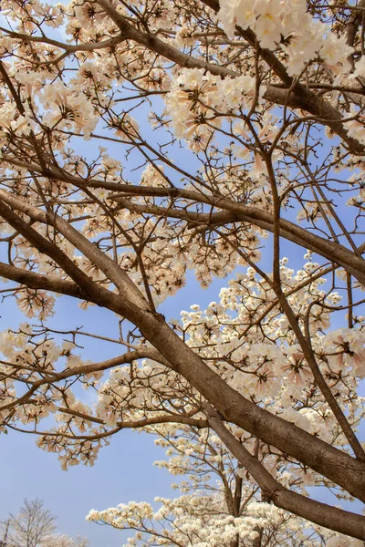 Details Eines Blühenden Weißen Schlips Mit Blauem Himmel Hintergrund — Stockfoto