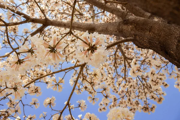 Detail Von Einigen Weißen Blühenden Ipes Mit Blauem Himmel Hintergrund — Stockfoto