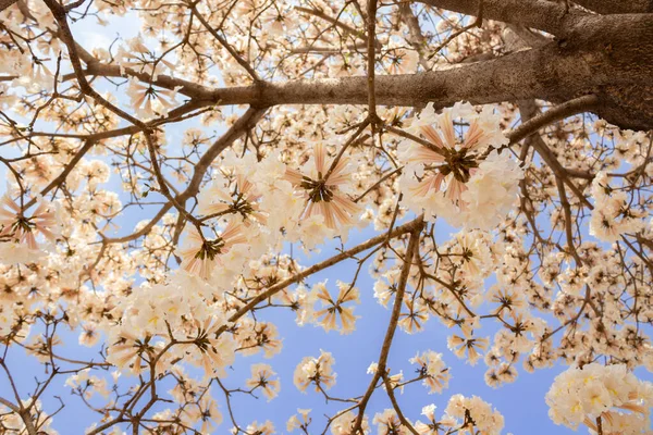 Detail Von Einigen Weißen Blühenden Ipes Mit Blauem Himmel Hintergrund — Stockfoto