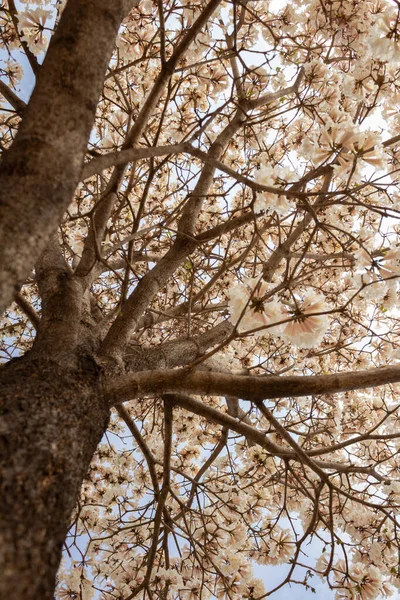 Details Einer Weißen Blüte Fotografiert Von Unten Nach Oben — Stockfoto