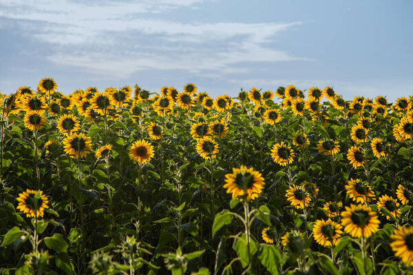  Detail of a small sunflower plantation in Bela Vista de Goias with the sky in the background.