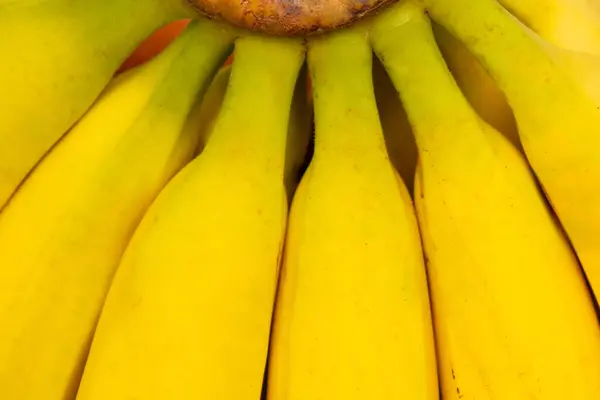 Szczegóły Bandy Dojrzałych Żółtych Bananów Bliska — Zdjęcie stockowe