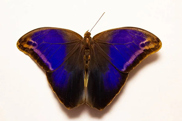 An Bull\'s-Eye butterfly with blue wings open on a white surface. Eryphanis reevesii.