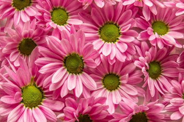  Bir yüzeyi kaplayan birçok pembe çiçek. Pembe çiçekler arka plan.