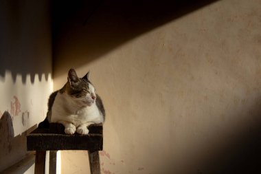 Bir tekir kedi, inşaat sehpasında yatıyor, sabah güneşinin tadını çıkarıyor..