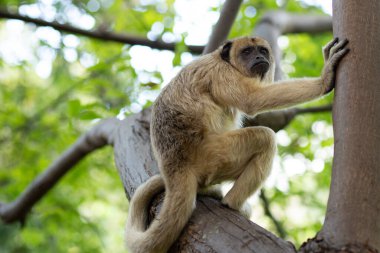  Dişi bir siyah uluyan maymun parktaki bir ağaç dalına tünedi. (Alouatta caraya)