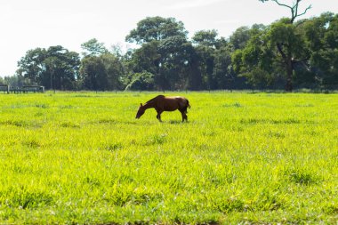 Kahverengi kürklü bir at, yalnız, taze yeşil otlakta besleniyor, açık ve güneşli bir günde, bir çiftlikte..